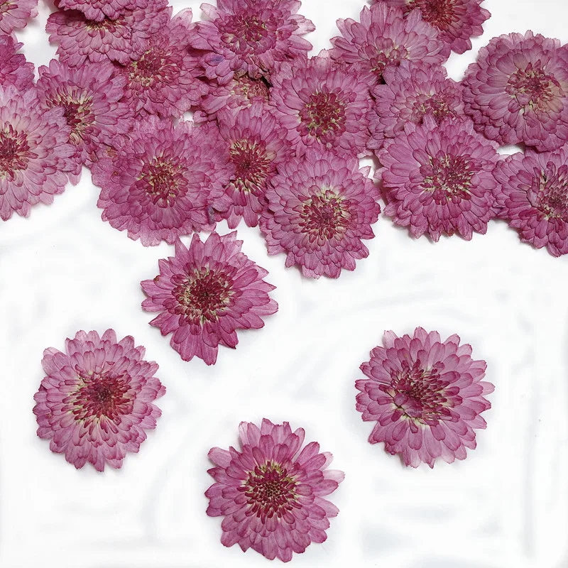 Art Craft 2 Year Olds - Natura tłoczone kwiaty prawdziwa suszona chryzantema,