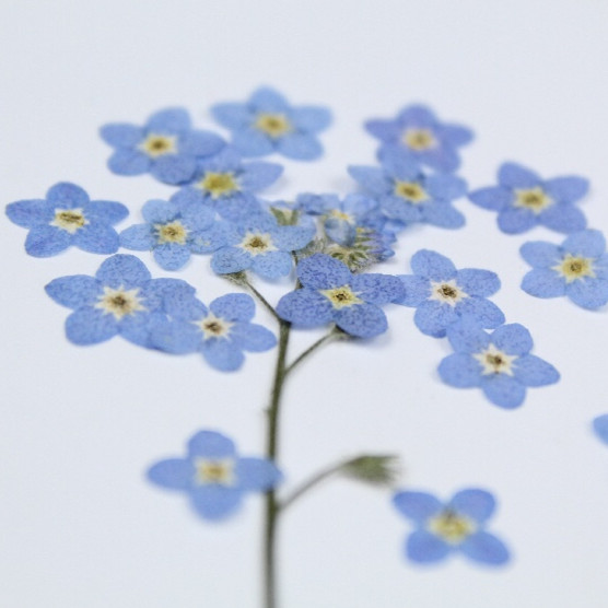 100 sztuk/0.5-1cm, wciśnięty m – Art Craft 2 Year Olds recenzja i cena